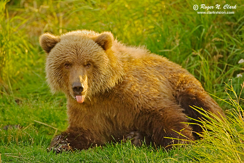Brown-Bear-06.jpg