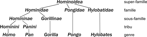 Hominoidea-7.png