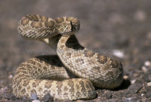 Coiled+Prairie+Rattle+Dangerous+snake.jpg