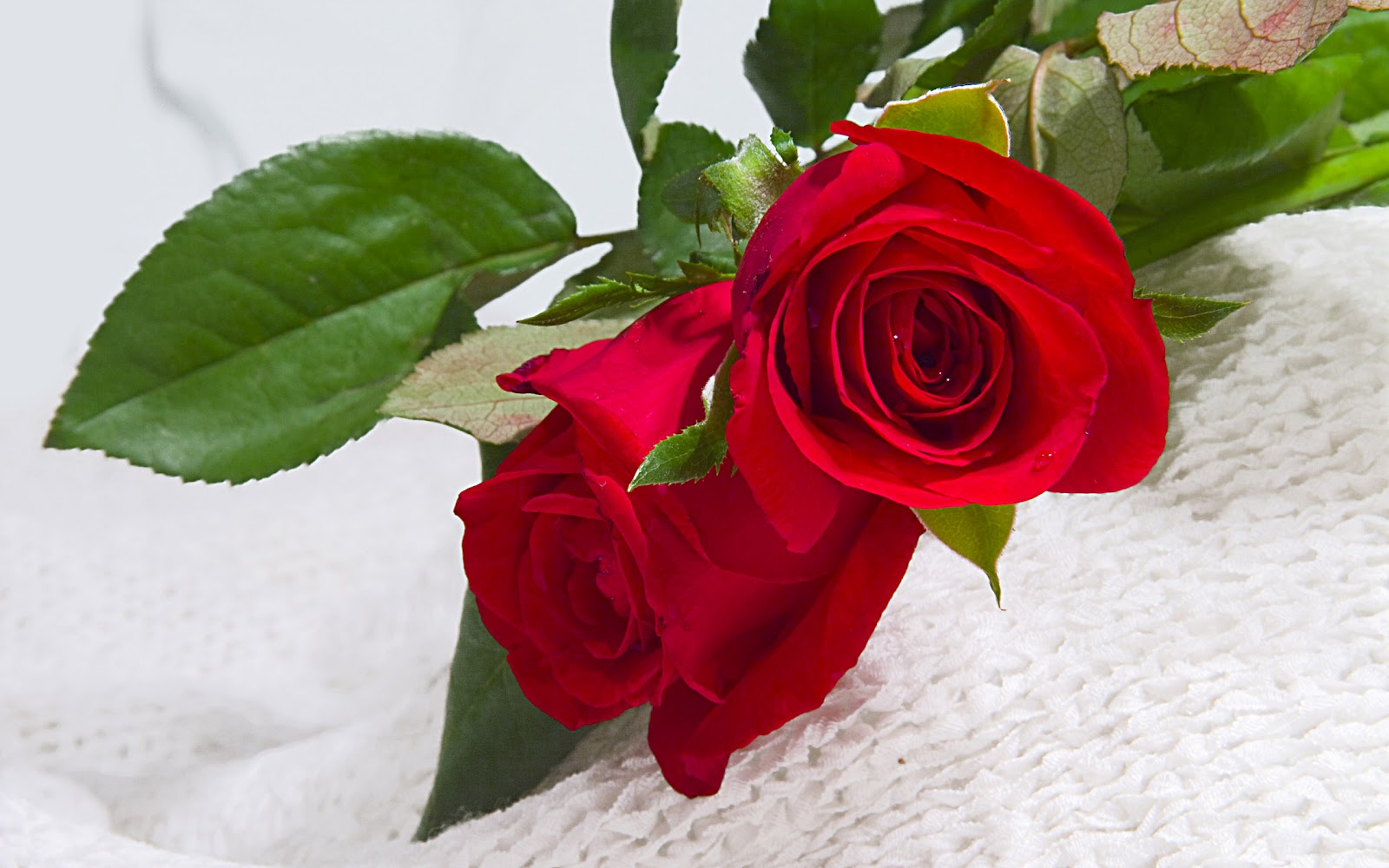 Two+red+roses+in+Love+HD+wallpaper.jpg