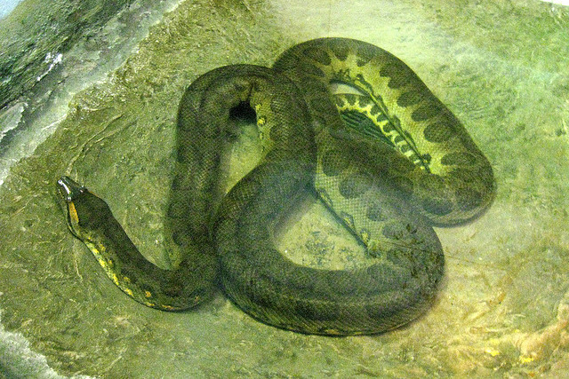 Green+Anaconda+Wild+Snake.jpg