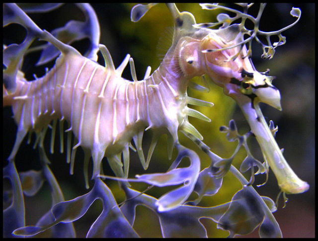 Amazing+Underwater+Sea+Creatures+Photos+%25284%2529.jpg