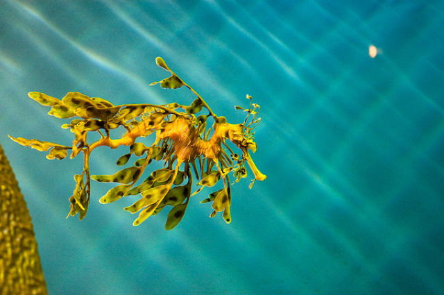 Amazing+Underwater+Sea+Creatures+Photos+%25287%2529.jpg