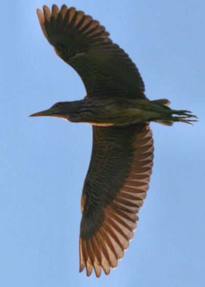 b-c-night-heron-in-flight.jpg
