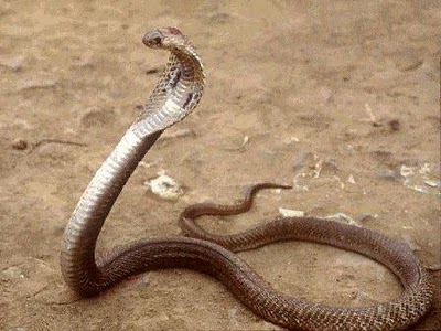 King+Cobra+Snake-01.jpg