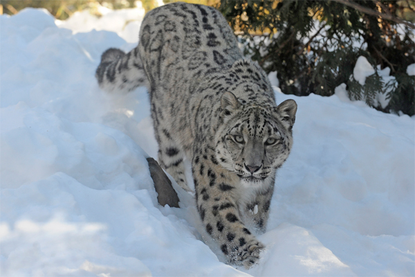 Snow+Leopard+Pic.jpg
