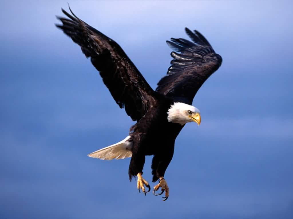 Bald+Eagle+Fearsome+Flight.jpg