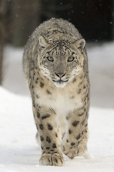 Snow+Leopard+Walk.jpg