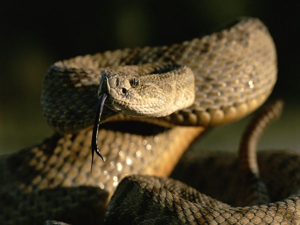 Rattlesnake+Prarie.jpg