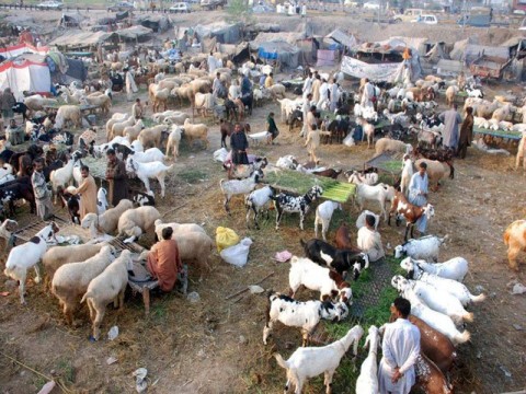 Bakra+Mandi+Pakistan.jpg