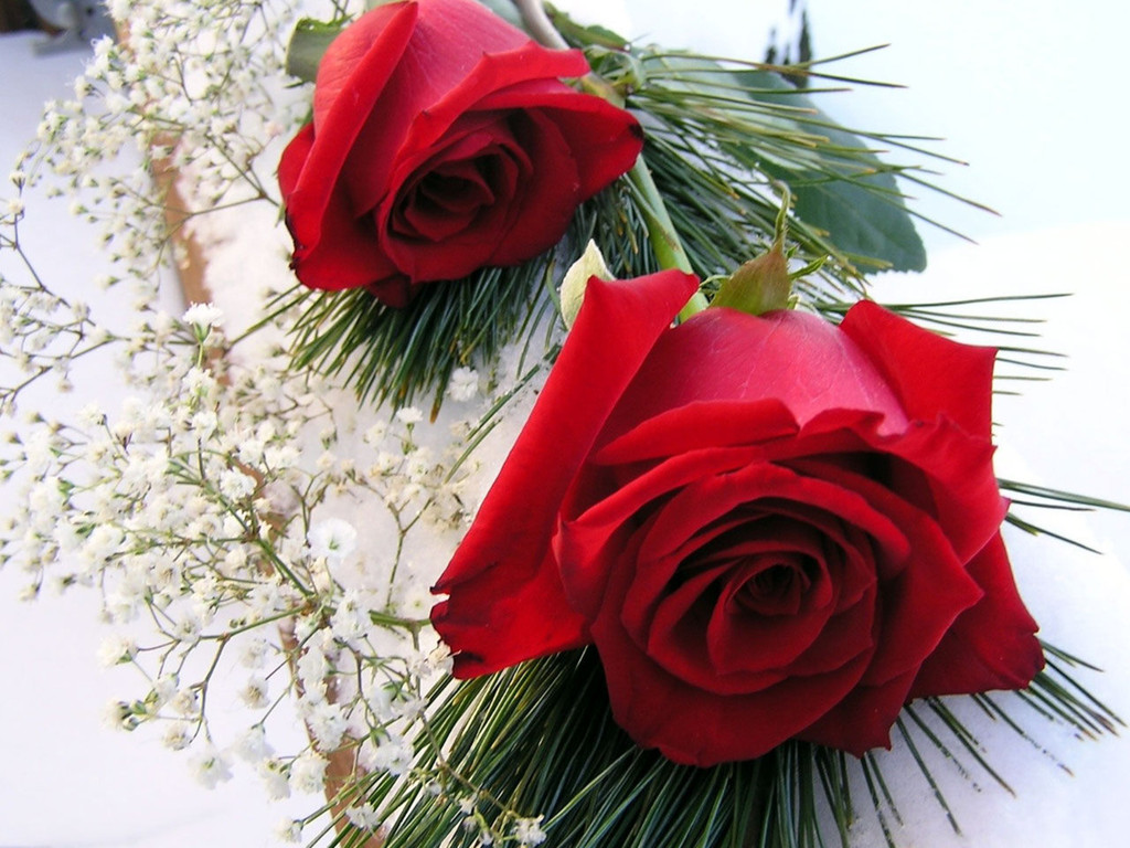Two+Beautiful+Red+Roses.jpg
