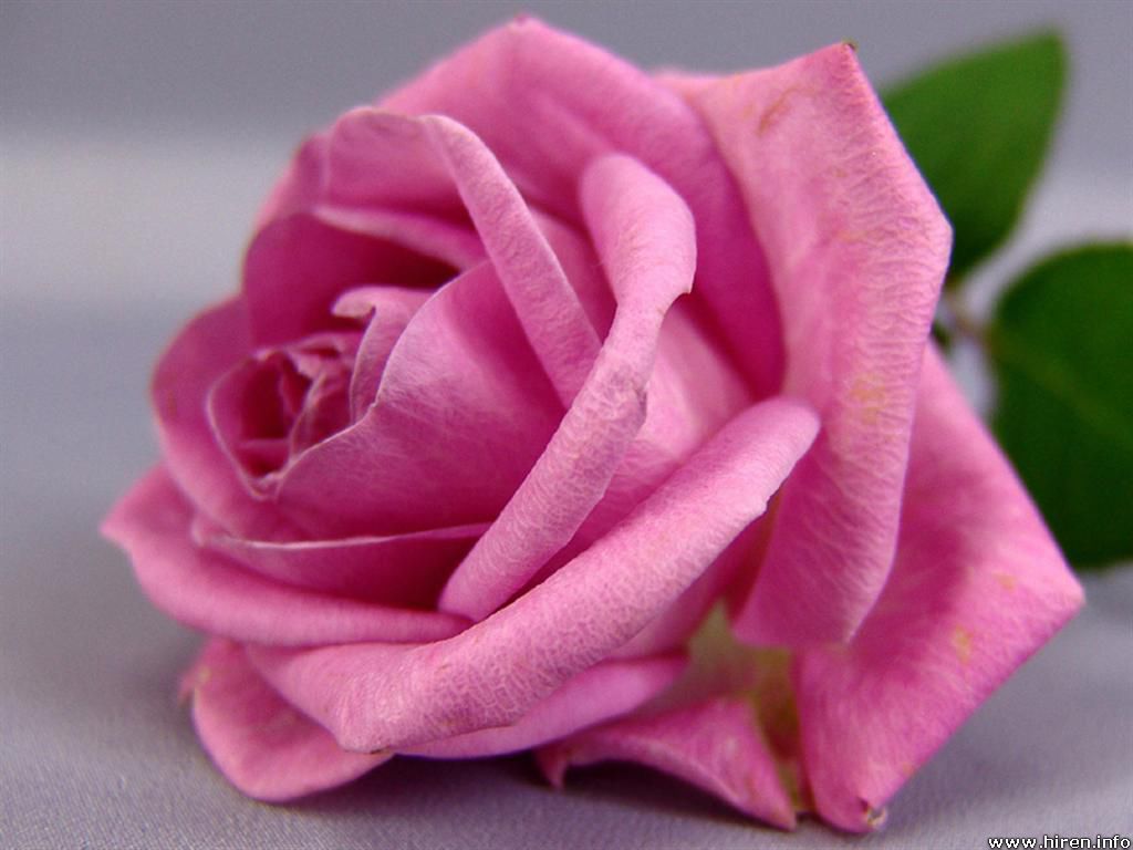 pink-rose-1b.jpg