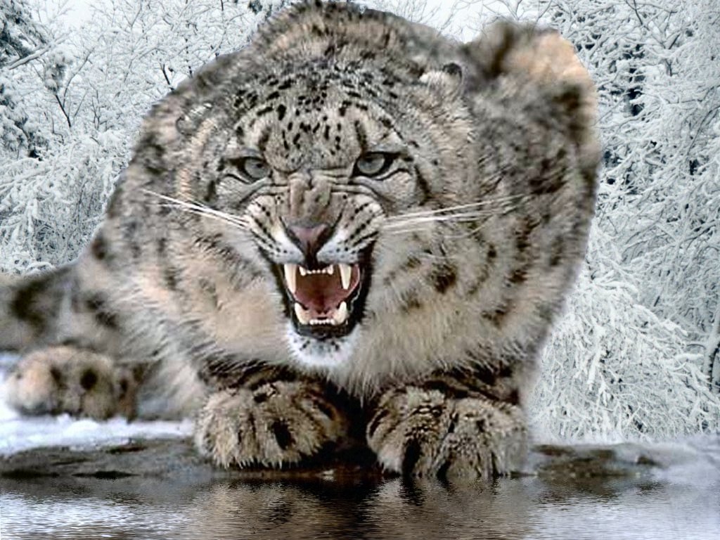 true-wildlife-snow+leopard1.jpeg