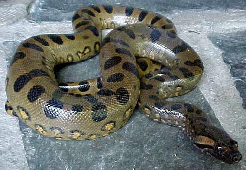Snake+Green+Anaconda.jpg