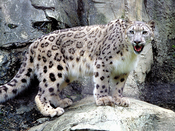 Snow+Leopard+Wildlife.jpg