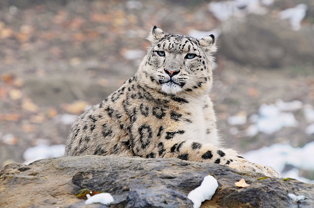 Snow+Leopard+Wildlife+Animal.jpg