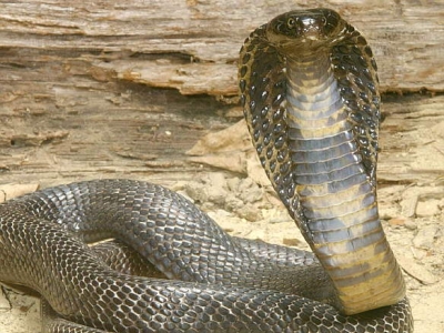 King+Cobra+Snake-03.jpg