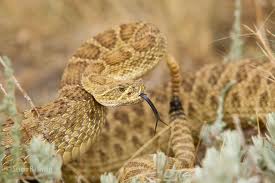 Coiled+Prairie+Rattle+snake.jpg