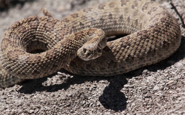 Coiled+rattler+Snake.jpg