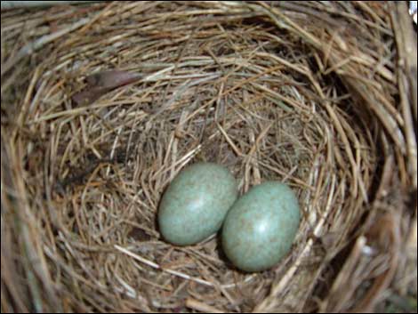 birds_nest_470x353.jpg
