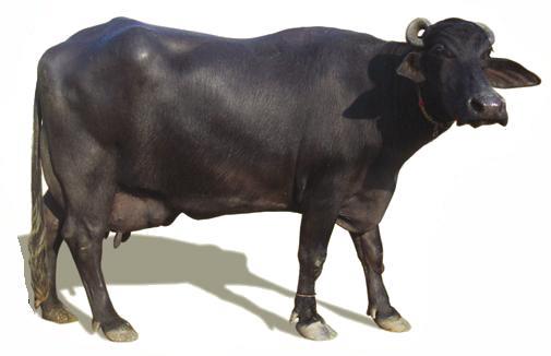 Buffalo+of+Pakistan.jpg