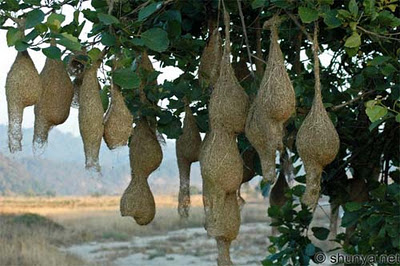 hanging+nests,+ap,++india,.jpg