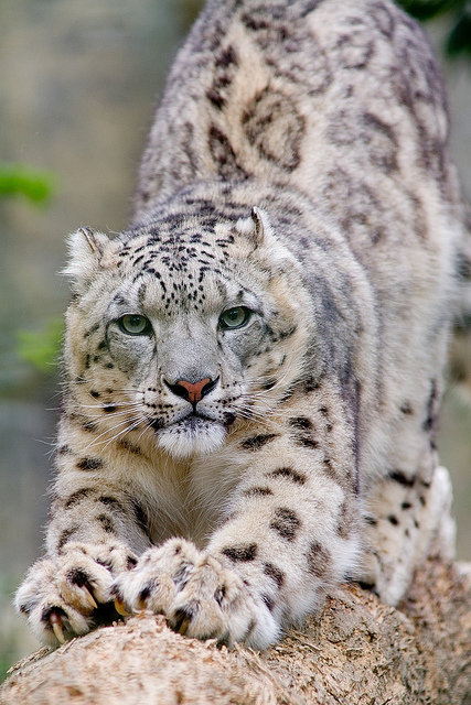 Snow+Leopard+Taking+Rest.jpg