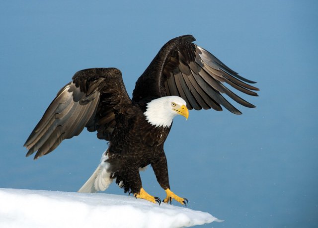 Bald+Eagle+Amazing+Bird.jpg