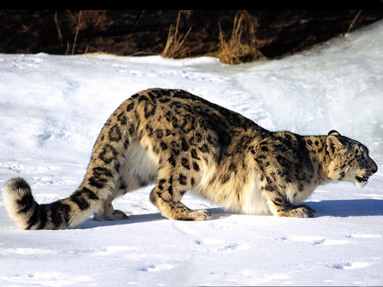 Snow+Leopard+Hunting.jpg
