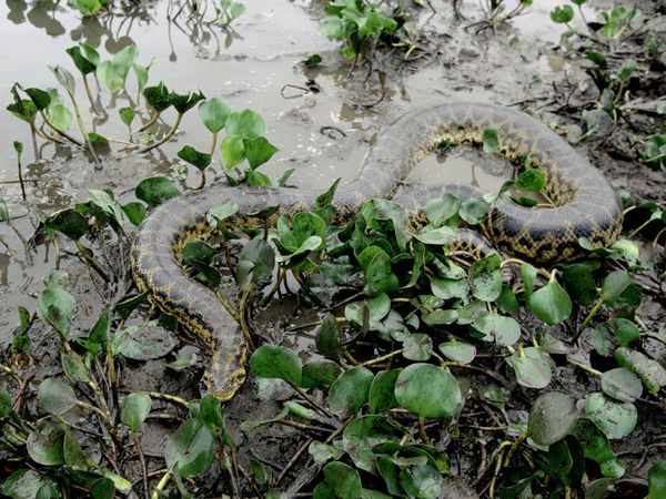 Green+Anaconda+Snake.jpg