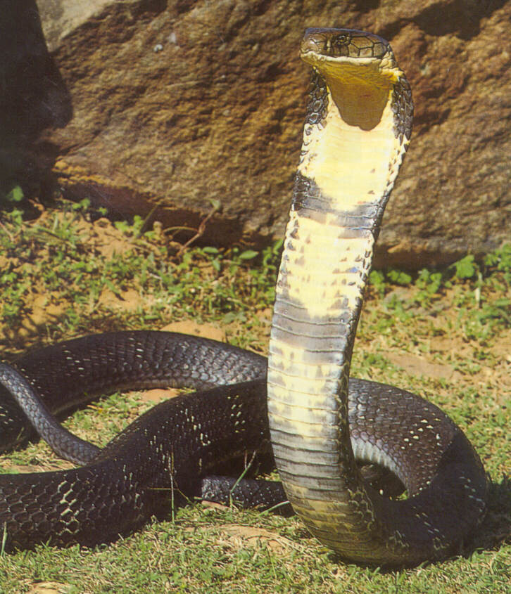 King+Cobra+Snake-06.jpg