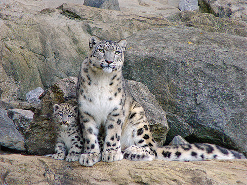 Snow+Leopard+With+Cub.jpg