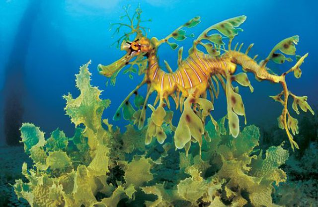 Amazing+Underwater+Sea+Creatures+Photos+%25281%2529.jpg