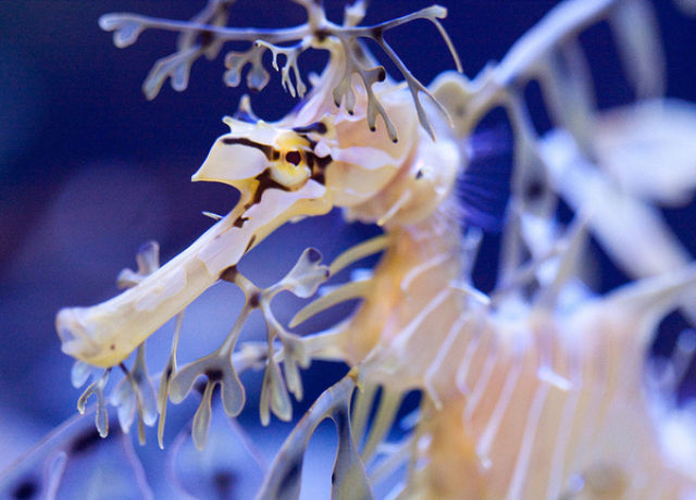 Amazing+Underwater+Sea+Creatures+Photos+%25283%2529.jpg