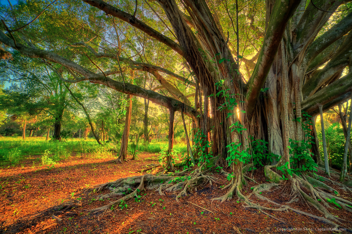 Large-Banyan-Tree-at-Riverbend-Park-Jupiter-Florida.jpg