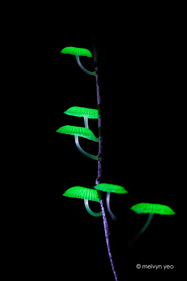 bioluminescent_fungi_by_melvynyeo-d4zv39u.jpg
