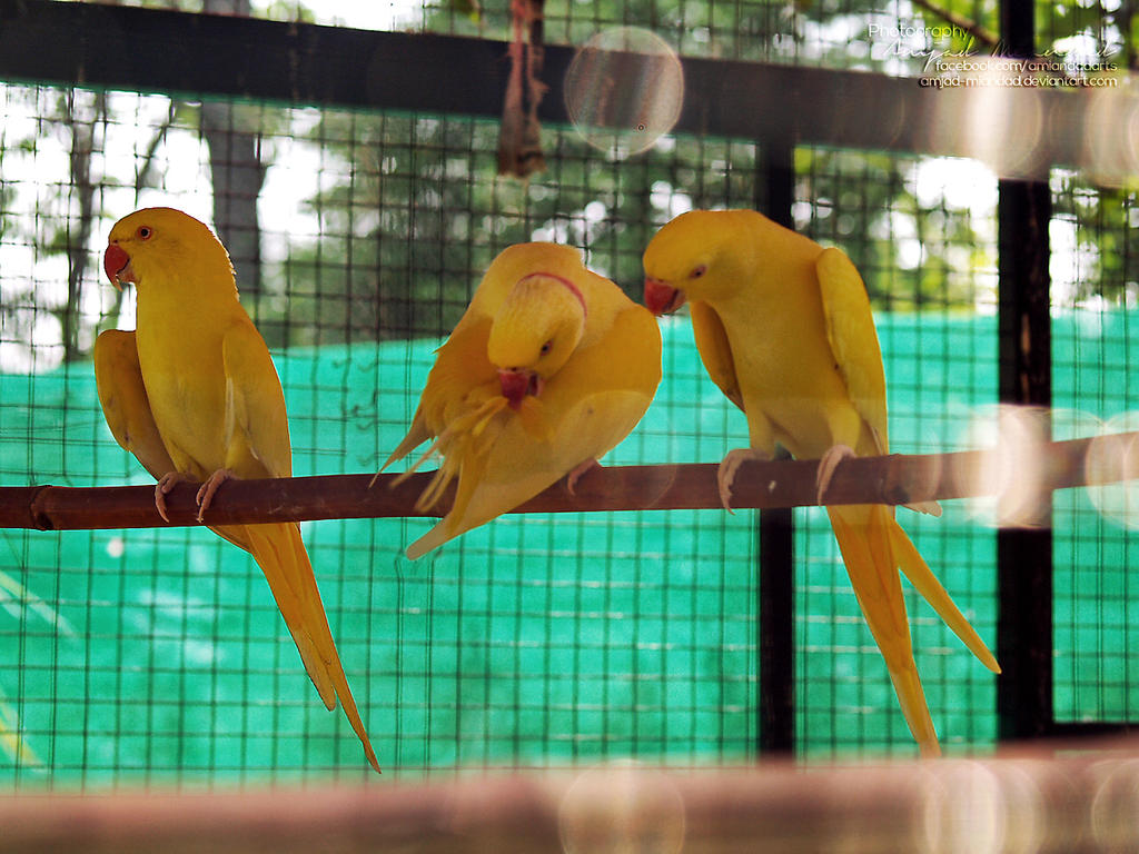yellow_parrots_by_amjad_miandad-d6ijxpx.jpg