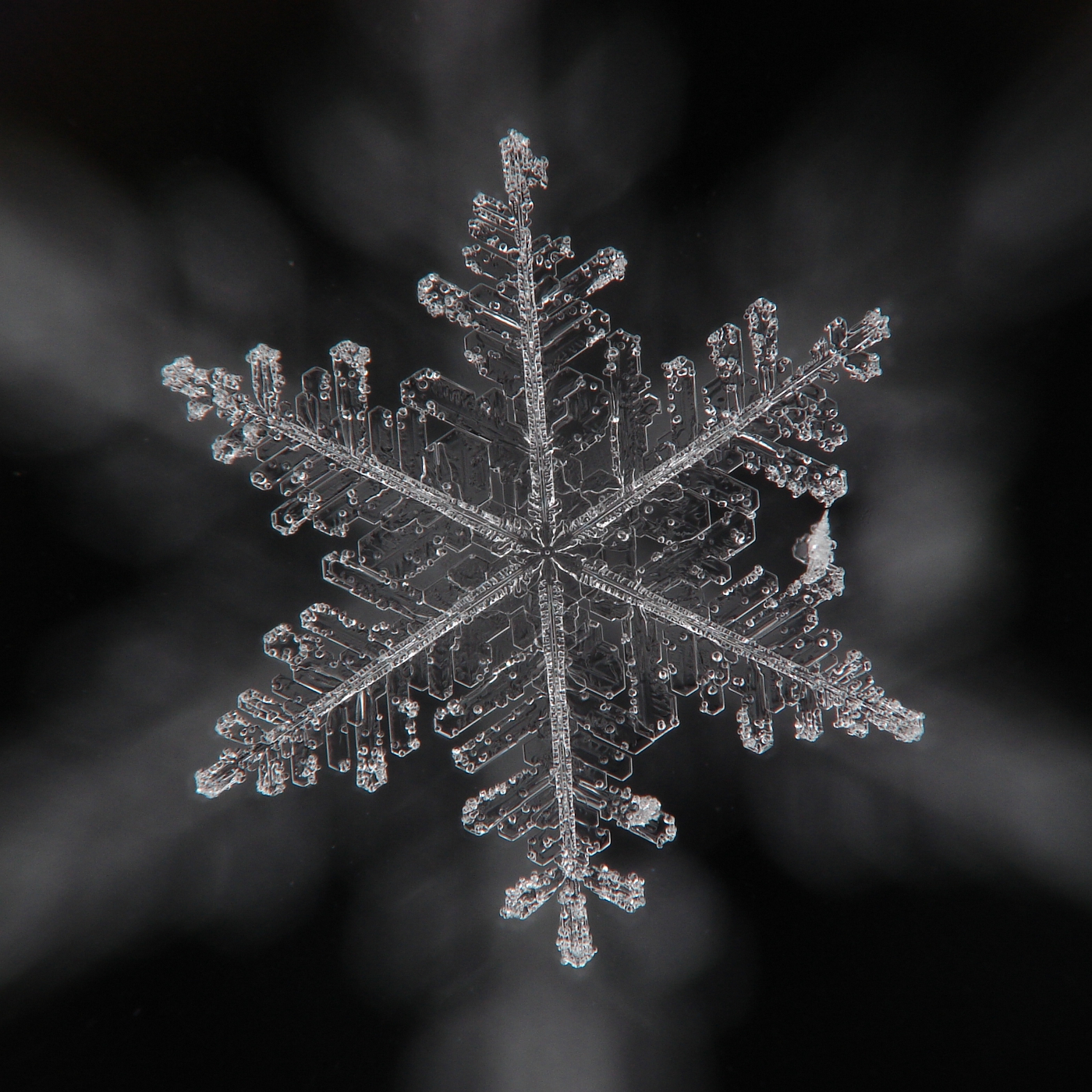 snowflake_by_viltsi-d4plguq.jpg