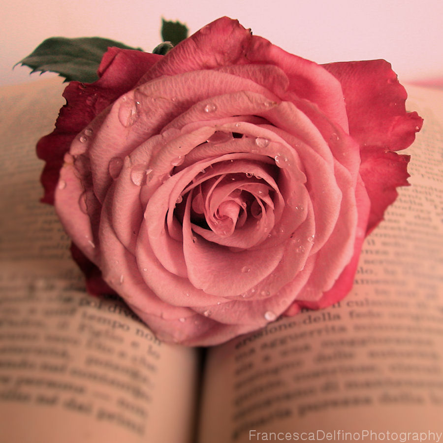 pink_rose_and_book_by_ladyfataphotography-d5j7rx5.jpg