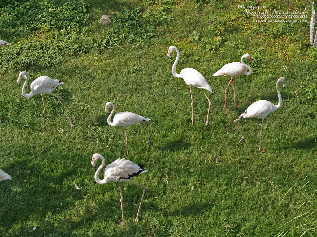 flamingos_by_amjad_miandad-d6ik7zc.jpg