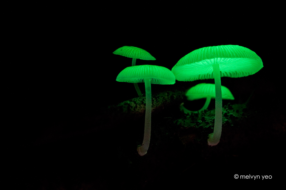 bioluminescent_fungi_2_by_melvynyeo-d4zv3pf.jpg