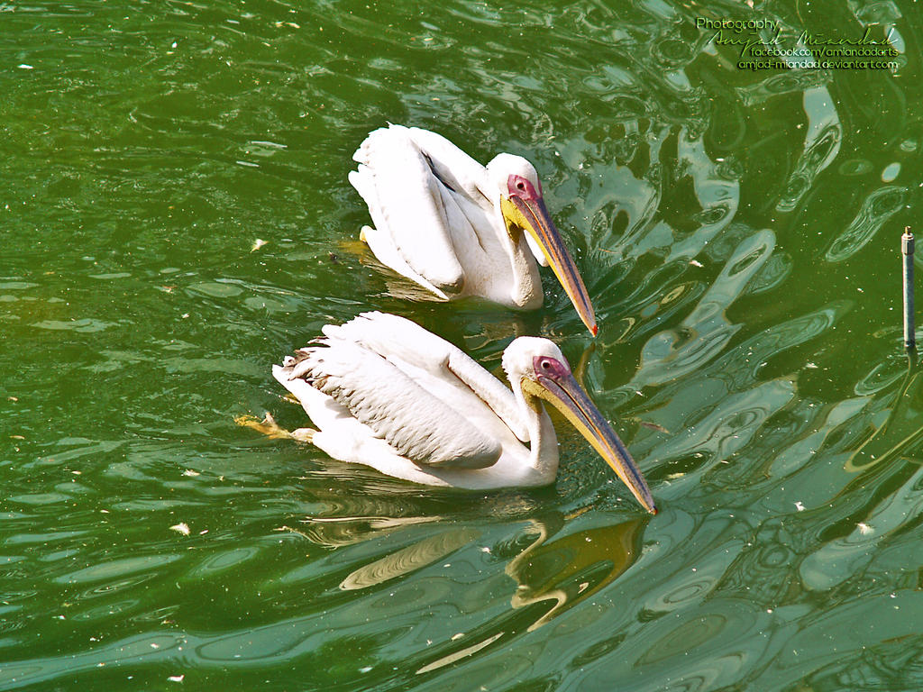 pelicans_by_amjad_miandad-d6ikchb.jpg