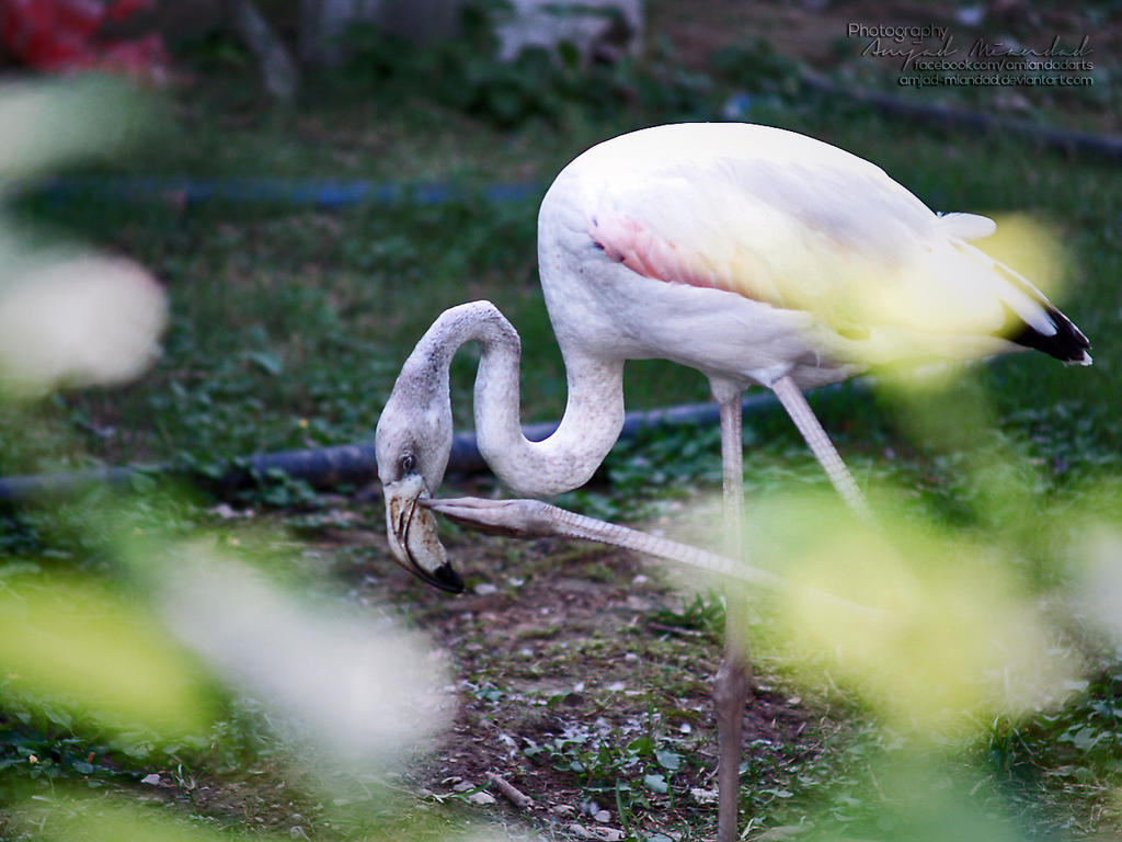 flamingo_2_by_amjad_miandad-d6ikxxa.jpg