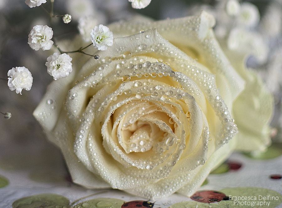 white_rose_with_water_drops_2_by_francescadelfino-d5q9wc6.jpg