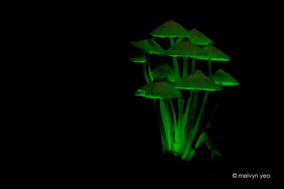 bioluminescent_fungi_by_melvynyeo-d6ijbsy.jpg