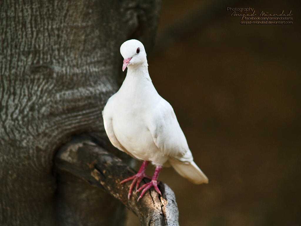 white_dove_by_amjad_miandad-d6ika2b.jpg