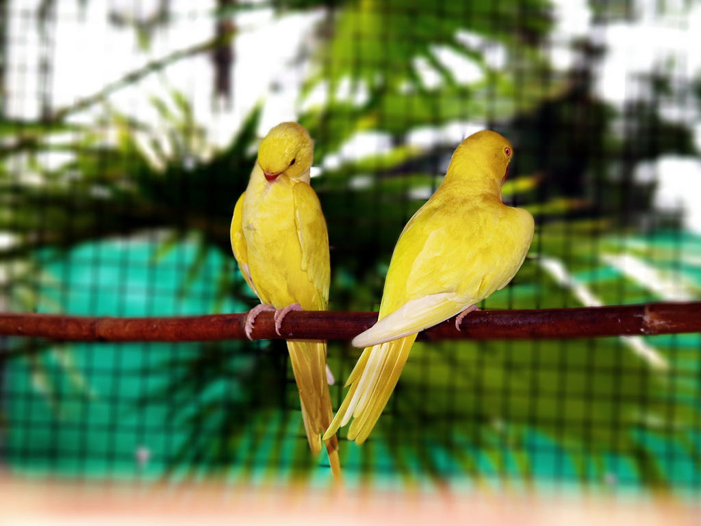 yellow_parrots_2_by_amjad_miandad-d6ijz47.jpg