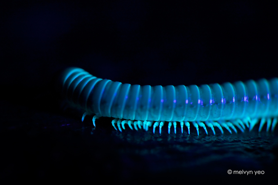 fluorescence_millipede_by_melvynyeo-d4wgepu.jpg