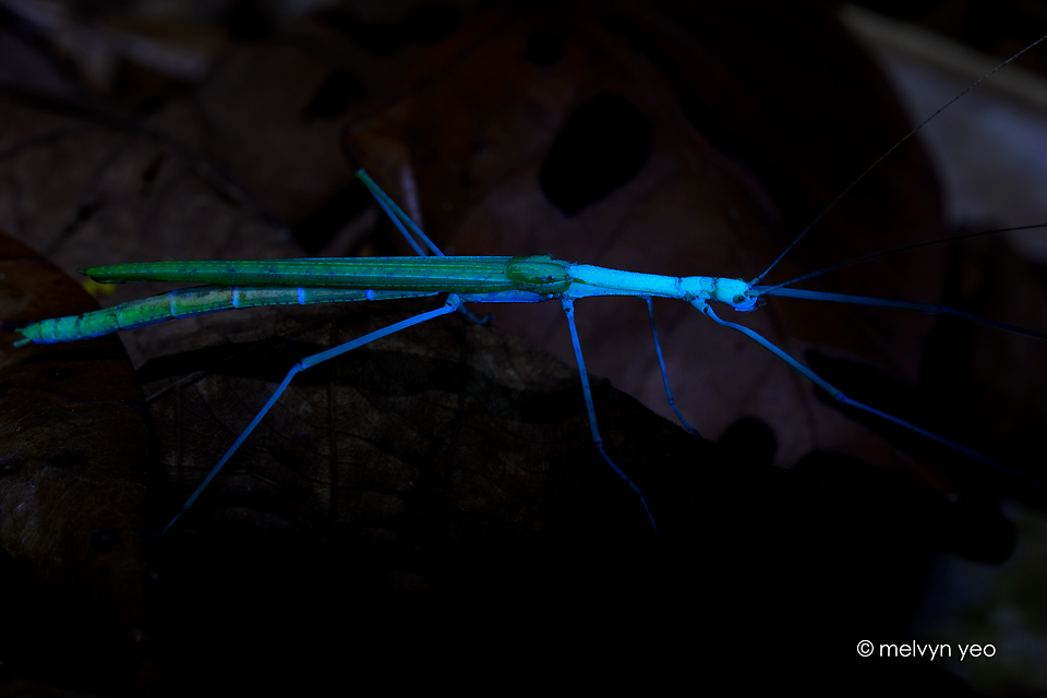 uv_florescence_stick_insect_by_melvynyeo-d6k12w4.jpg