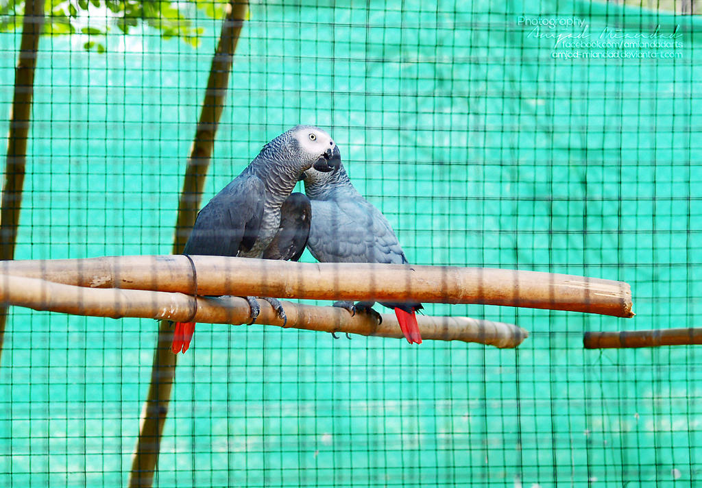 gray_parrots_by_amjad_miandad-d6ijv5g.jpg